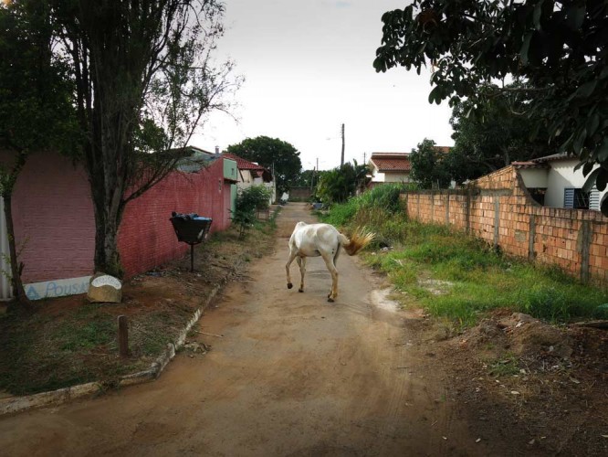 A Brazilian Journey with Marina Abramovic